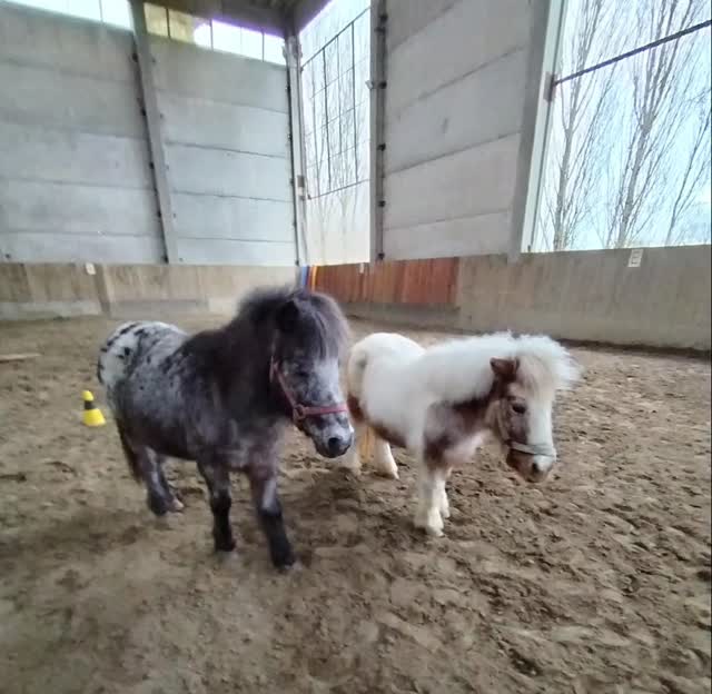 I Nostri Dolci Pony Shetland